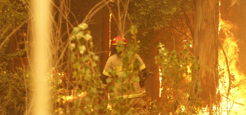 Controlado incendio forestal en Lomas Coloradas, San Pedro de la Paz