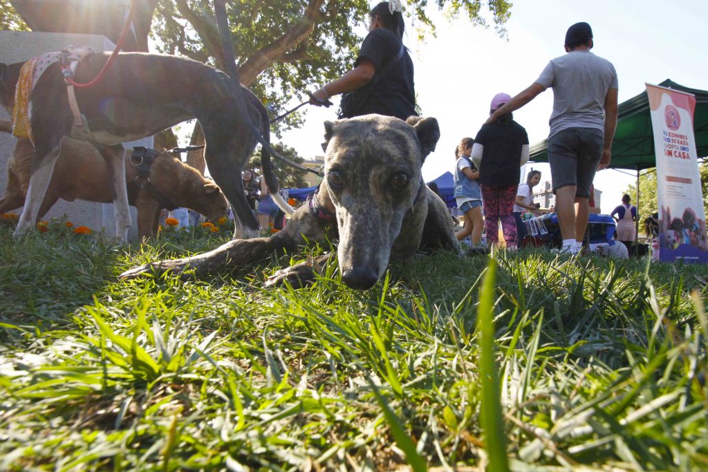 Municipios del Gran Concepción se comprometen a fortalecer la tenencia responsable de mascotas