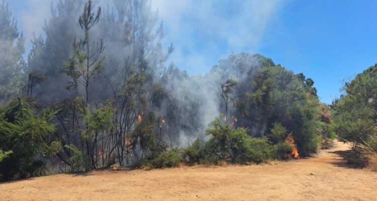 Parque Museo Pedro del Río Zañartu cierra temporalmente debido a emergencia por incendio forestal