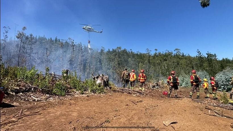 Alerta amarilla en Tomé por incendio forestal